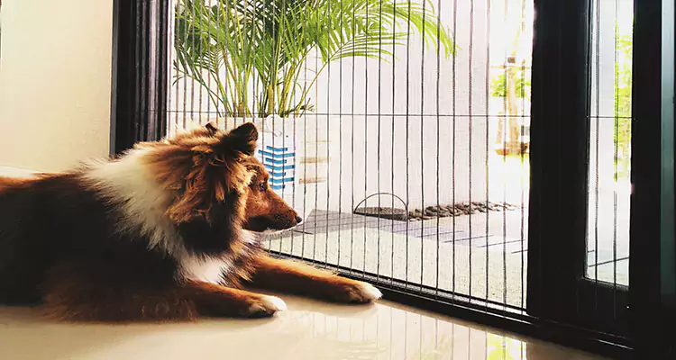 Sliding Screen Pet Door Repair in Callaway, FL