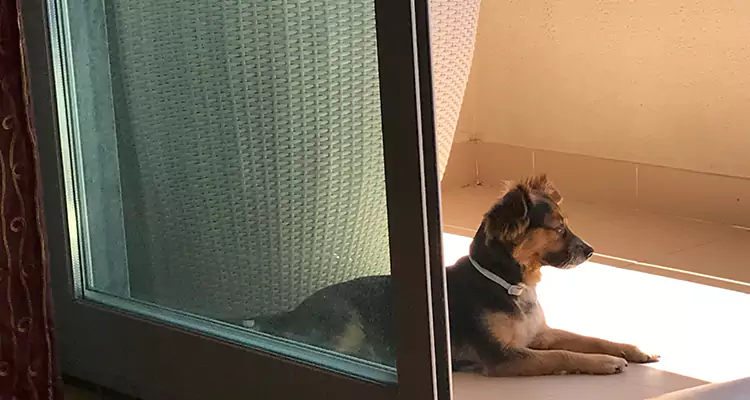 French Door Pet Screen Repair in Callaway, FL